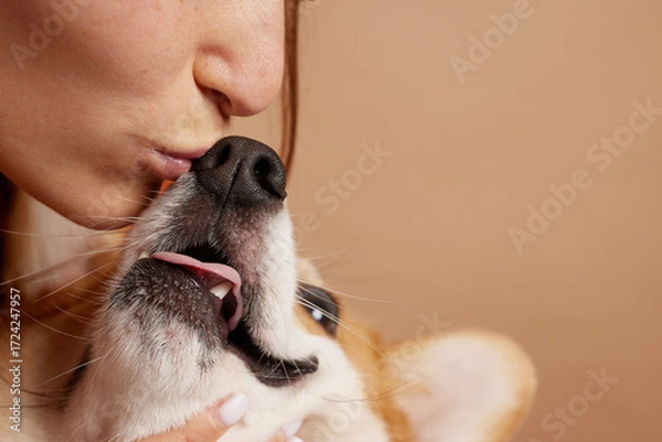 Fototapeta Woman kissing corgi muzzle in studio close up showing affection and bond