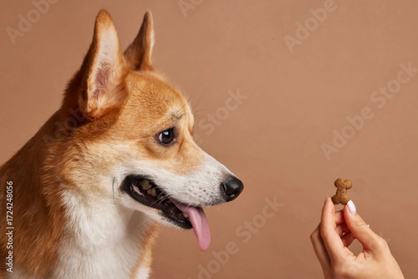 Fototapeta Corgi training with treat in studio profile showing obedience and positive reinforcement