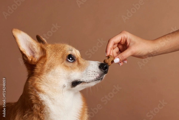 Fototapeta Corgi training with treat near nose in studio showing obedience and reward focus