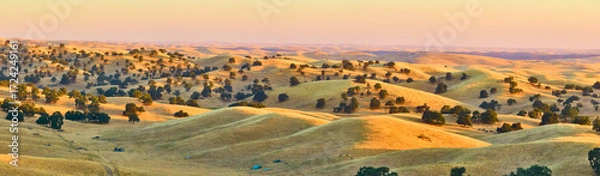 Fototapeta Aerial Golden California Rolling Hills and Oak Trees at Sunset Panorama