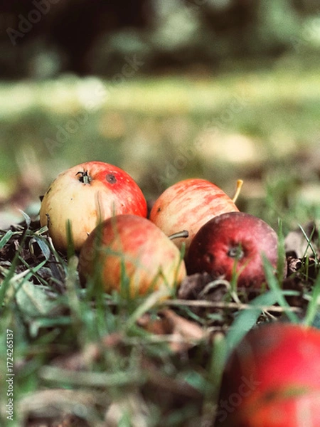 Fototapeta Close up of small ripe apple on the ground, blurred background 