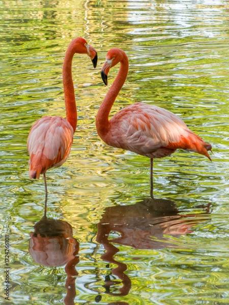 Obraz Two pink flamingos standing in water facing each other with reflections