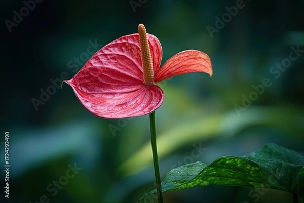 Fototapeta Close-up of a vibrant red Anthurium flower (3)