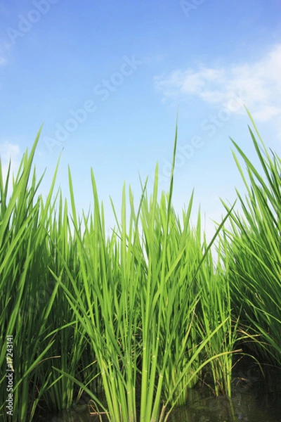 Fototapeta 夏の田んぼ