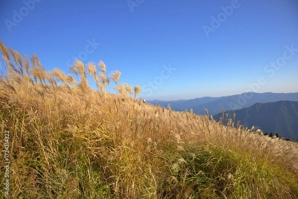 Obraz 秋の生石高原と黄金色のススキ