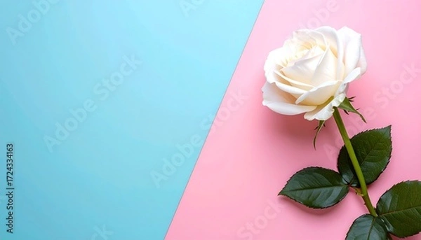 Obraz Single white rose on pastel background