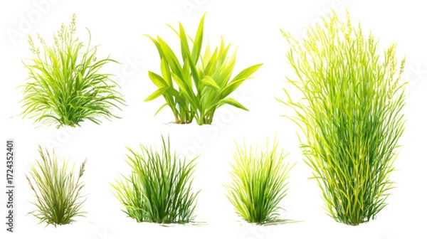 Fototapeta Collection of aquatic plants isolated on transparent background