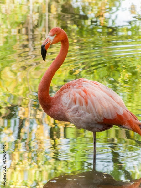 Obraz Single pink flamingo standing in calm water with reflection