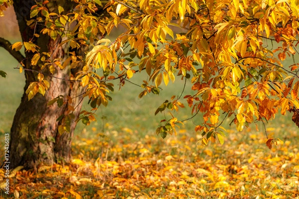 Obraz Herbst Baum