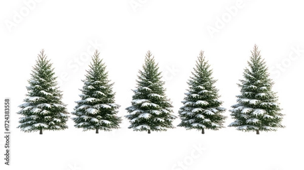 Fototapeta Five snow covered pine trees isolated on transparent background