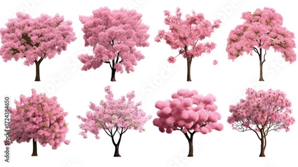 Fototapeta Collection of eight stylized pink flowering trees isolated on transparent background