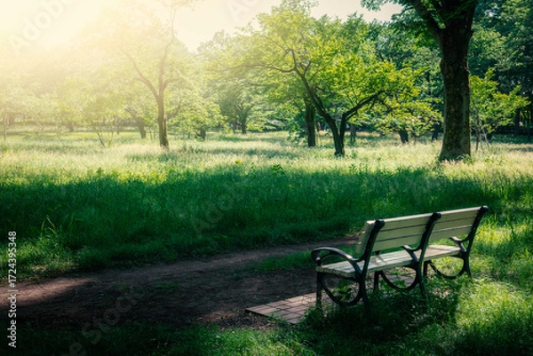 Obraz 午後の光に照らされるベンチ