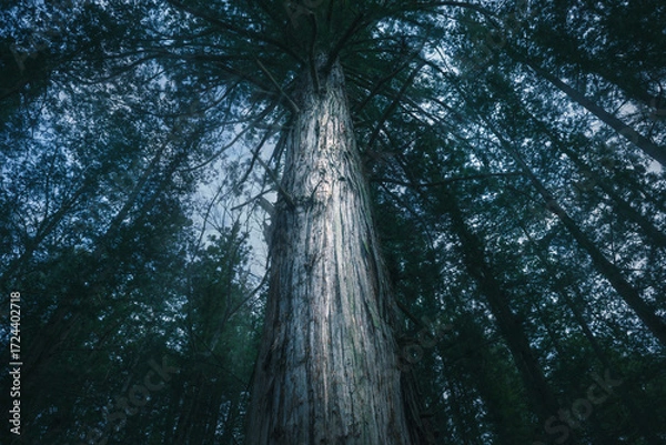 Obraz 闇に包まれた杉林