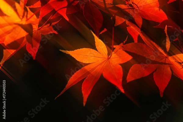 Obraz 燃えるような紅葉