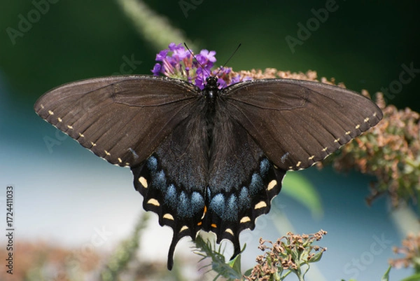 Obraz Butterfly 2021-26
Eastern Tiger Swallowtail (Papilio glaucus)