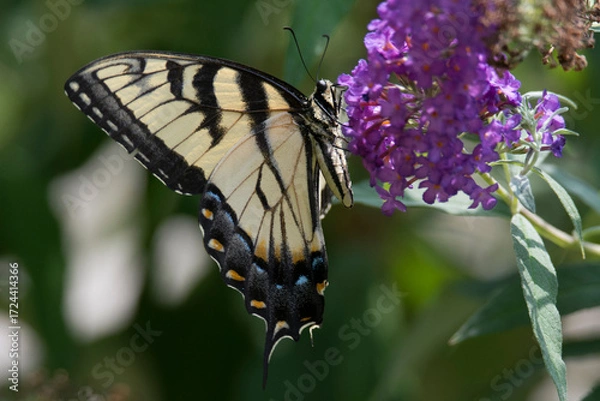 Obraz Butterfly 2021-28
Tiger Swallowtail (Papilio glaucus)