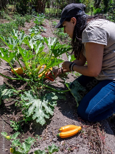 Fototapeta Woman Working in a Vegetable Garden with Fresh Produce