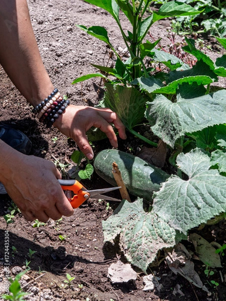 Fototapeta Woman Working in a Vegetable Garden with Fresh Produce