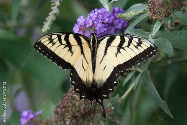 Obraz Butterfly 2021-31
Tiger Swallowtail (Papilio glaucus)