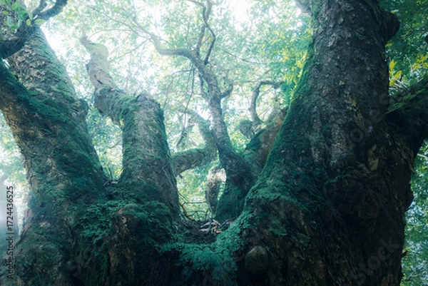 Obraz 神秘的な森の巨樹