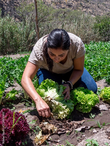 Fototapeta Woman Working in a Vegetable Garden with Fresh Produce