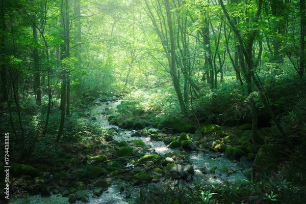 Obraz 緑の森を流れる小川
