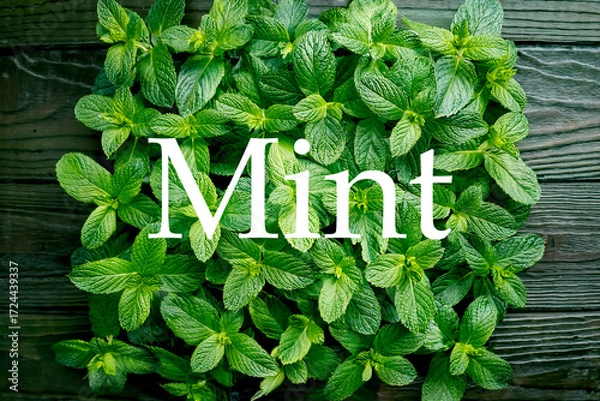 Fototapeta ミントと英語のスペル