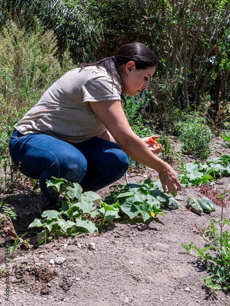 Fototapeta Woman Working in a Vegetable Garden with Fresh Produce