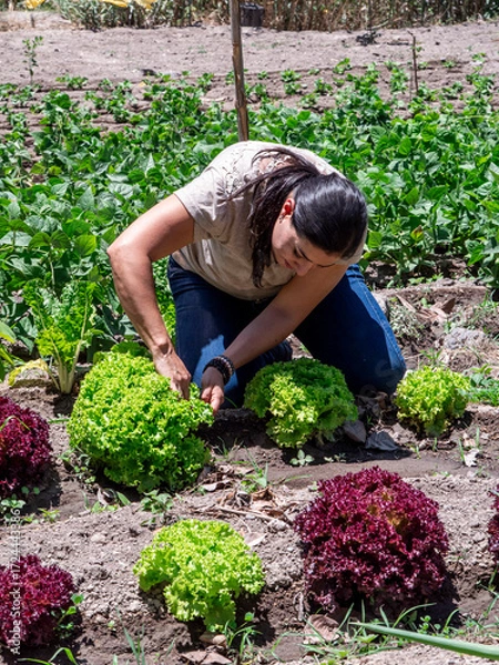 Fototapeta Woman Working in a Vegetable Garden with Fresh Produce