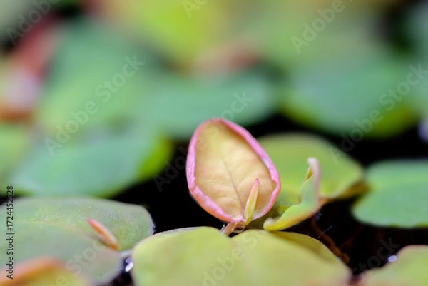 Fototapeta Floating watermoss(Salvinia cucullata), or Salvinia natans, on water surface
