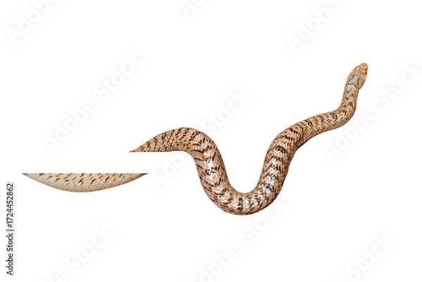 Fototapeta banded Kukri Snake (Oligodon fasciolatus) close-up shot it is  a non-venomous snake but have sharp rear teeth