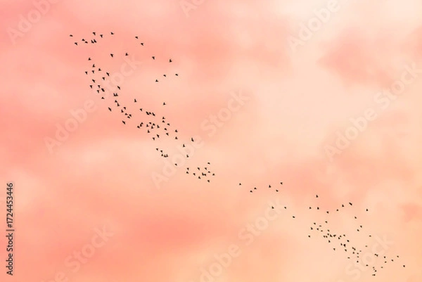 Fototapeta flock of birds flying in the sky