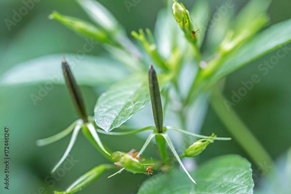 Fototapeta Minnieroot seeds on the Minnieroot tree