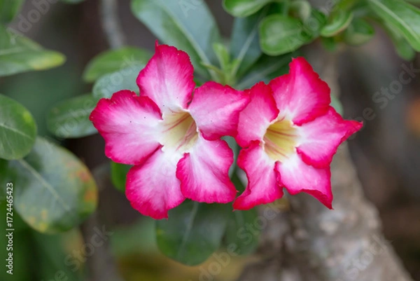 Fototapeta Desert Rose flower or adenium in the garden with blurry green leaf in the background