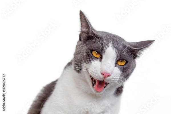 Fototapeta The cat is looking for something on white background