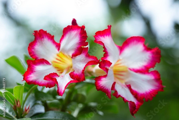 Fototapeta Desert Rose flower or adenium in the garden with blurry green leaf in the background
