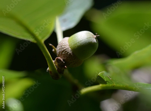 Fototapeta ナラガシワの実　どんぐり