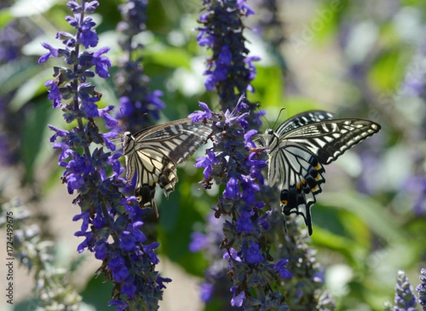 Fototapeta アゲハチョウ