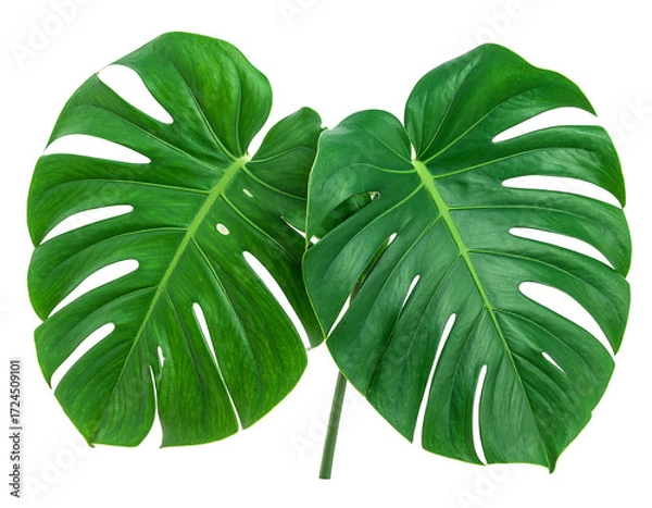Fototapeta Two large, vibrant green monstera leaves, overlapping,  showing intricate venation