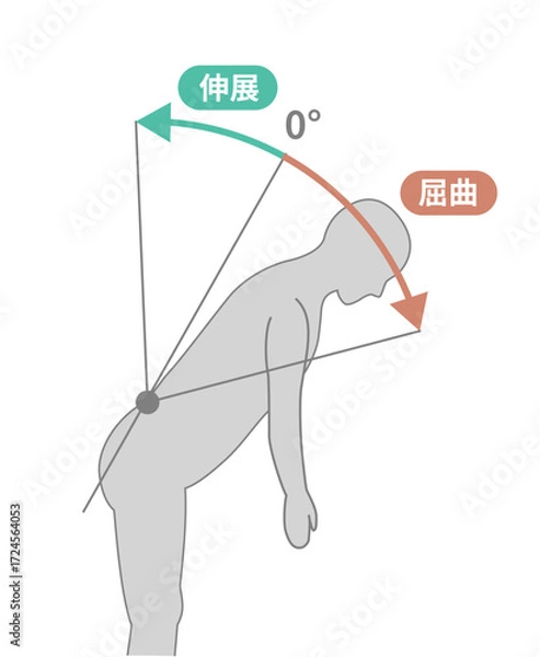 Fototapeta 胸腰部、体幹の可動域　ROMイラスト