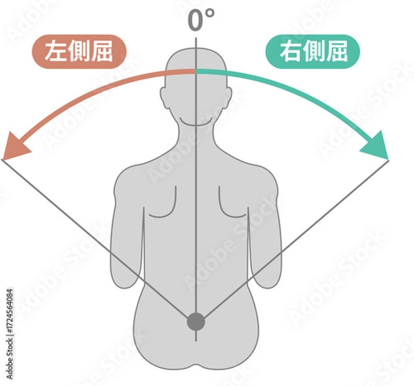 Fototapeta 胸腰部、体幹の可動域　ROMイラスト