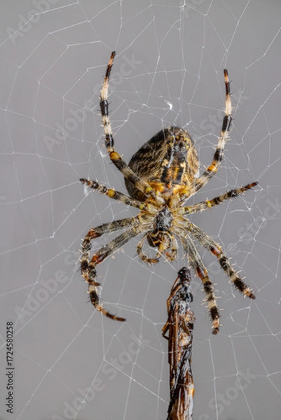 Obraz spider on the web with light background eating