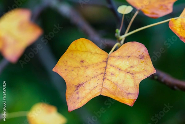 Obraz dewdrops on a yellowed leaf. empty space. background. creative material. close-up.