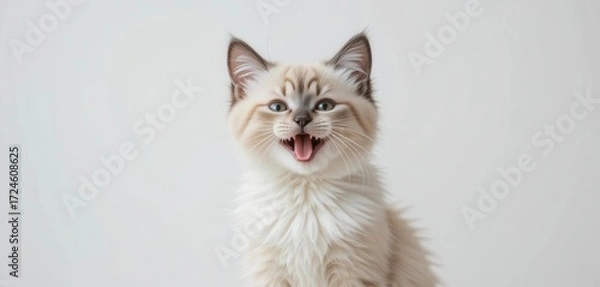 Obraz Pure Feline Happiness  A Delightful Birman Kitten Against a Crisp White Backdrop, Studio Elegance and Light