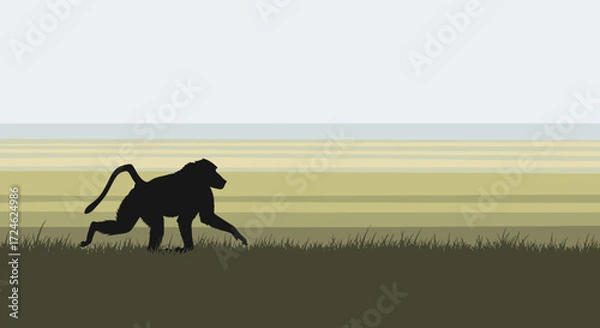 Fototapeta Silhouette of a Baboon Walking on Grassland with a Curved Tail.