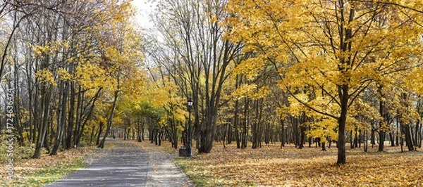 Fototapeta footpath in the autumn park among bright yellow trees. wide panoramic image.
