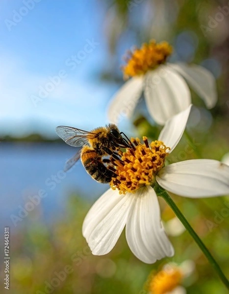 Fototapeta Close-up of a bee on a white flower, vibrant colors against a tranquil water backdrop