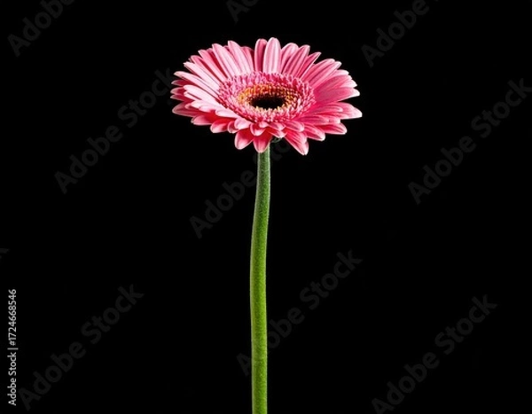 Fototapeta A vibrant, single pink gerbera daisy, centered on a stem against a stark black backdrop, highlighting its delicate petals and form