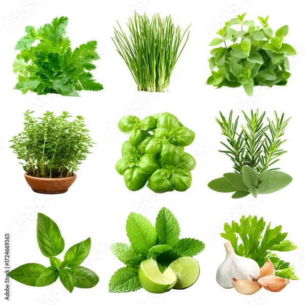 Obraz Assortment of Fresh Culinary Herbs and Aromatics for Cooking and Seasoning Isolated on White Background