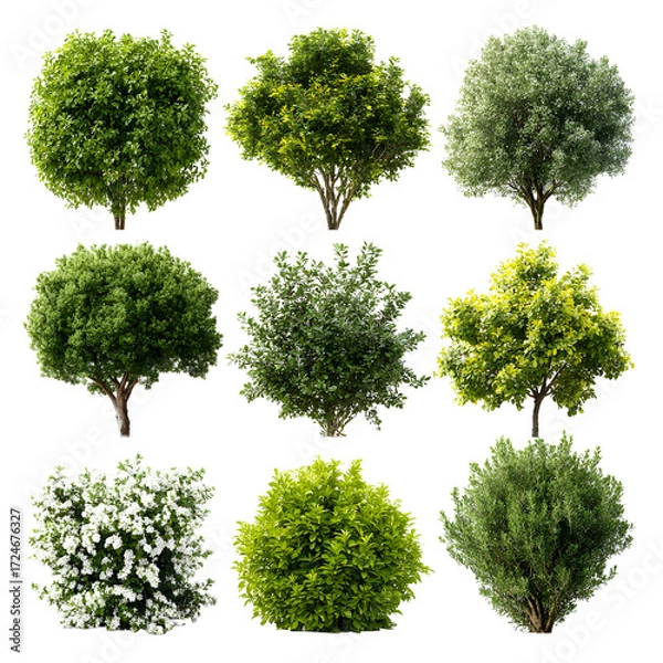 Obraz A collection of nine diverse green trees and shrubs, isolated on a clean white background, showcasing a variety of foliage and shapes